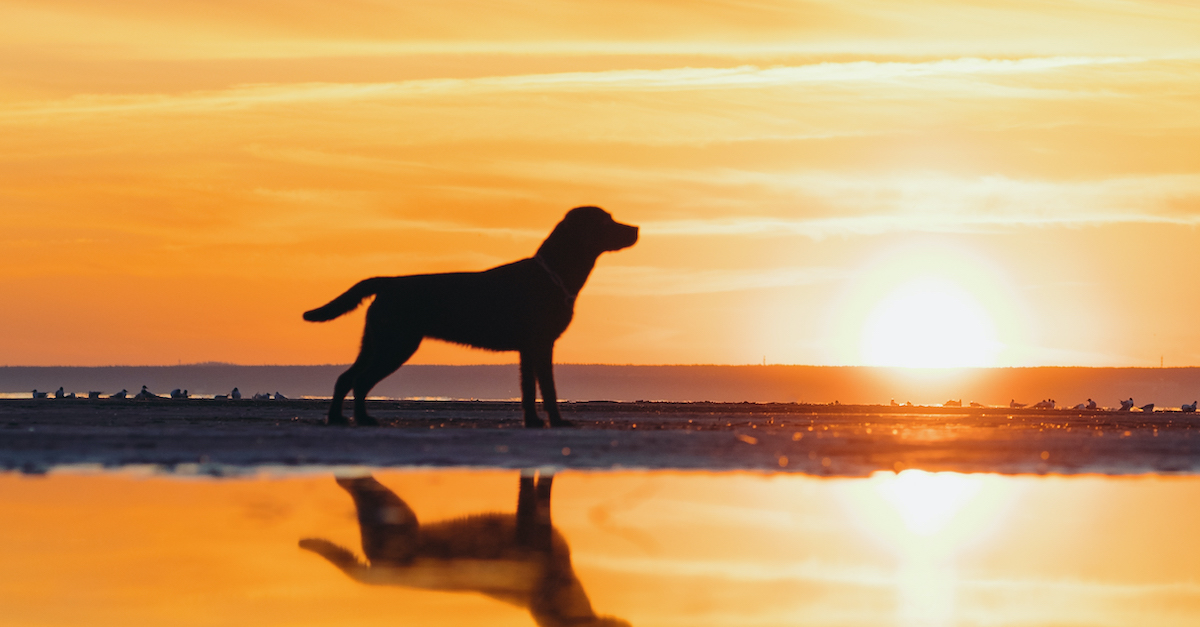 Hond op het strand